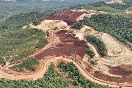 Тропические леса под угрозой: вырубка в Индонезии выросла на две трети