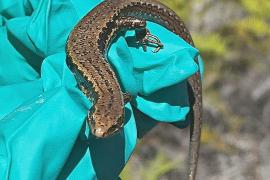 Как в Новой Зеландии спасают редких ящериц – сцинков Альборна