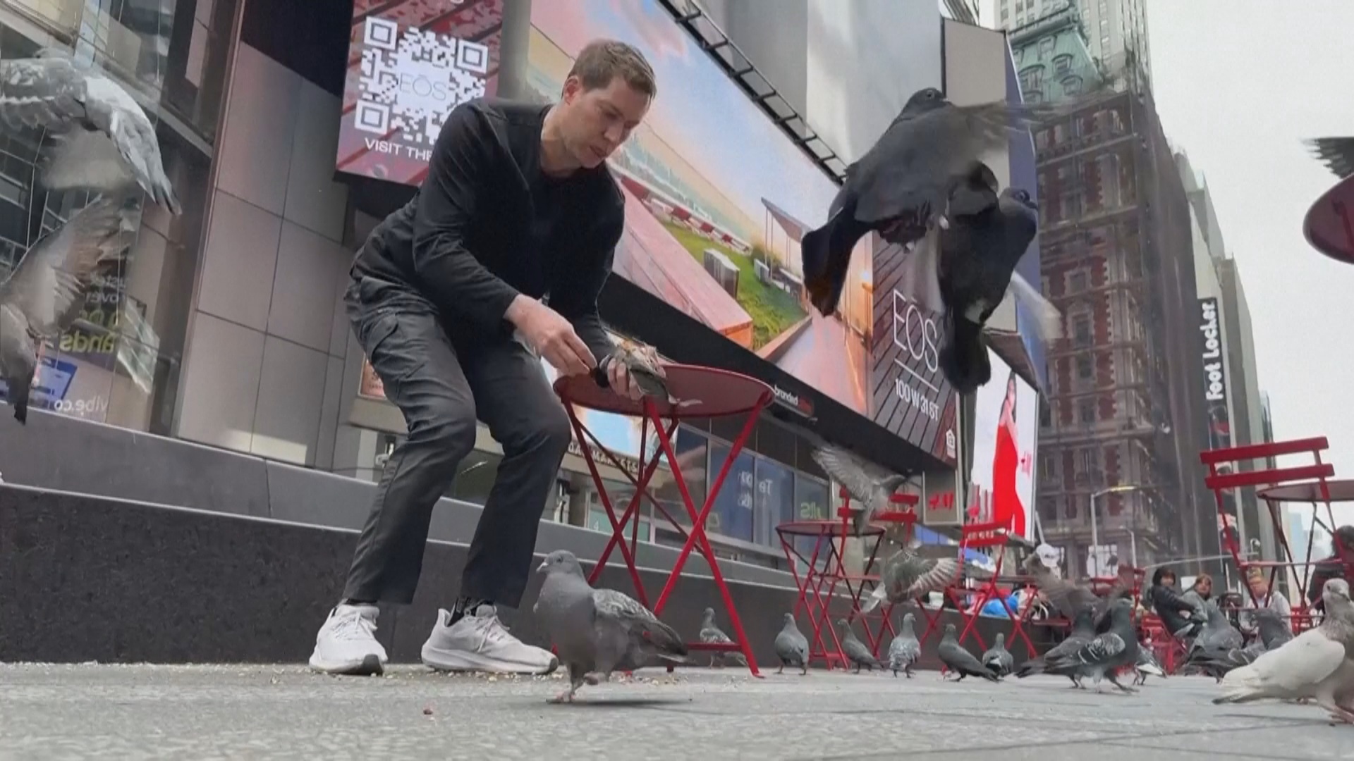 Защитник птиц спасает голубей от смертельной опасности в Нью-Йорке