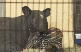 В зоопарке Нюрнберга родился редкий чепрачный тапир