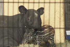 В зоопарке Нюрнберга родился редкий чепрачный тапир