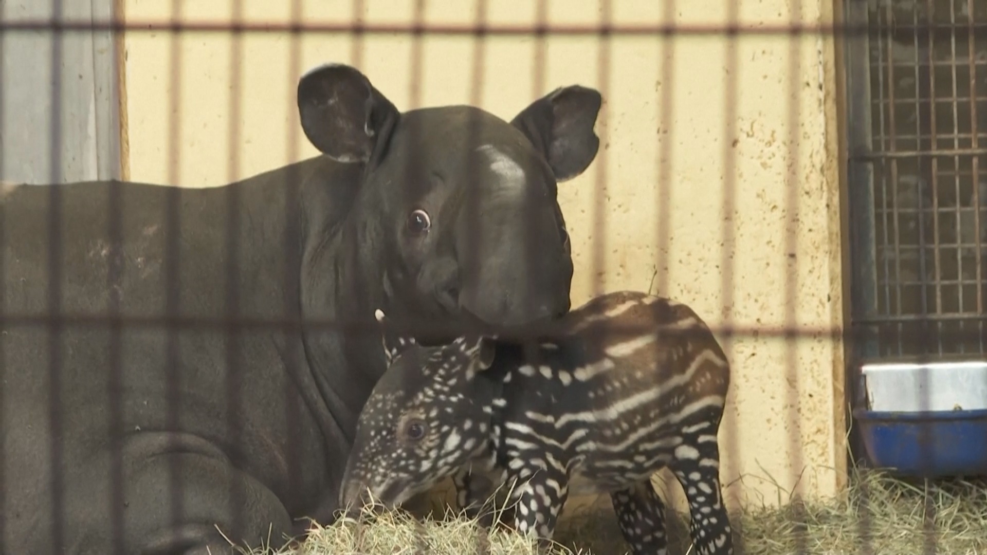 В зоопарке Нюрнберга родился редкий чепрачный тапир
