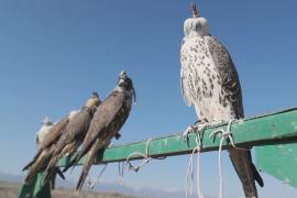 В Казахстане выпустили на волю более 30 редких балобанов
