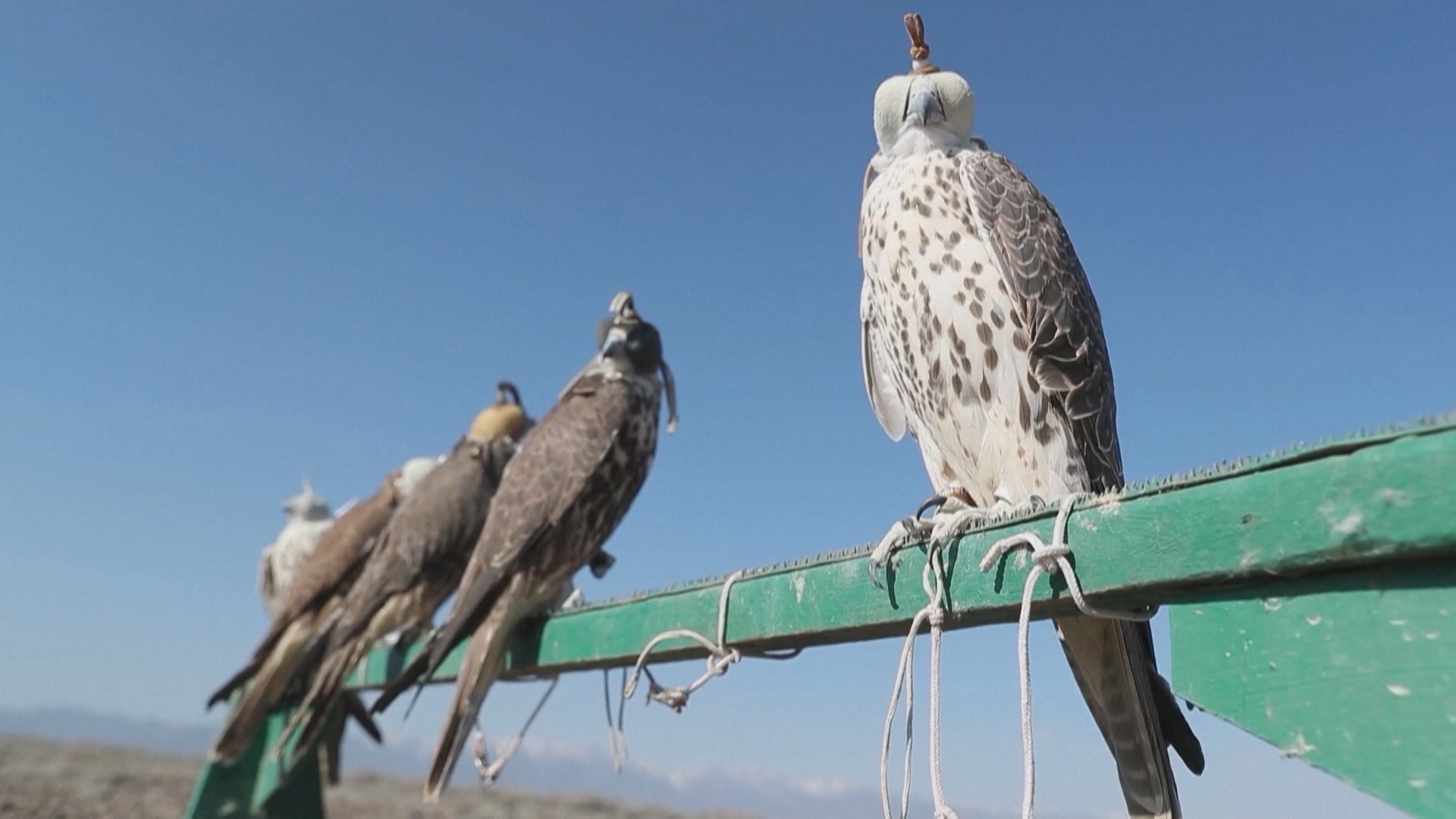 В Казахстане выпустили на волю более 30 редких балобанов