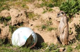 Обезьяны, мангусты и сурикаты получили пасхальное угощение в Загребском зоопарке