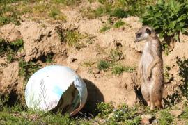 Обезьяны, мангусты и сурикаты получили пасхальное угощение в Загребском зоопарке