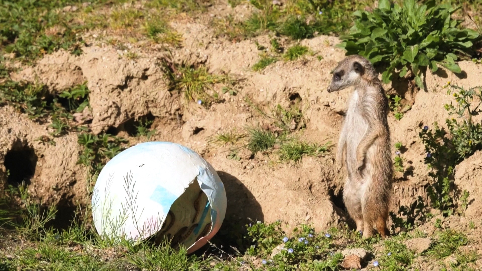 Обезьяны, мангусты и сурикаты получили пасхальное угощение в Загребском зоопарке