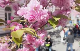 Улицы старого Бонна украсила цветущая сакура