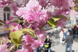 Улицы старого Бонна украсила цветущая сакура