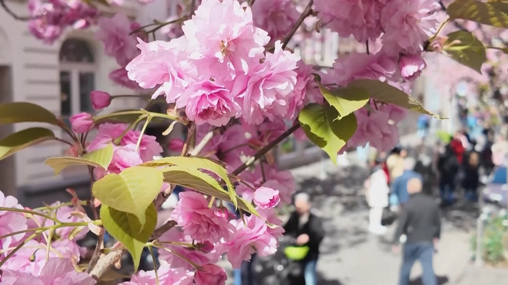 Улицы старого Бонна украсила цветущая сакура