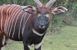 Редчайших антилоп возвращают в дикую природу Кении