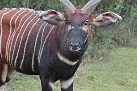 Редчайших антилоп возвращают в дикую природу Кении