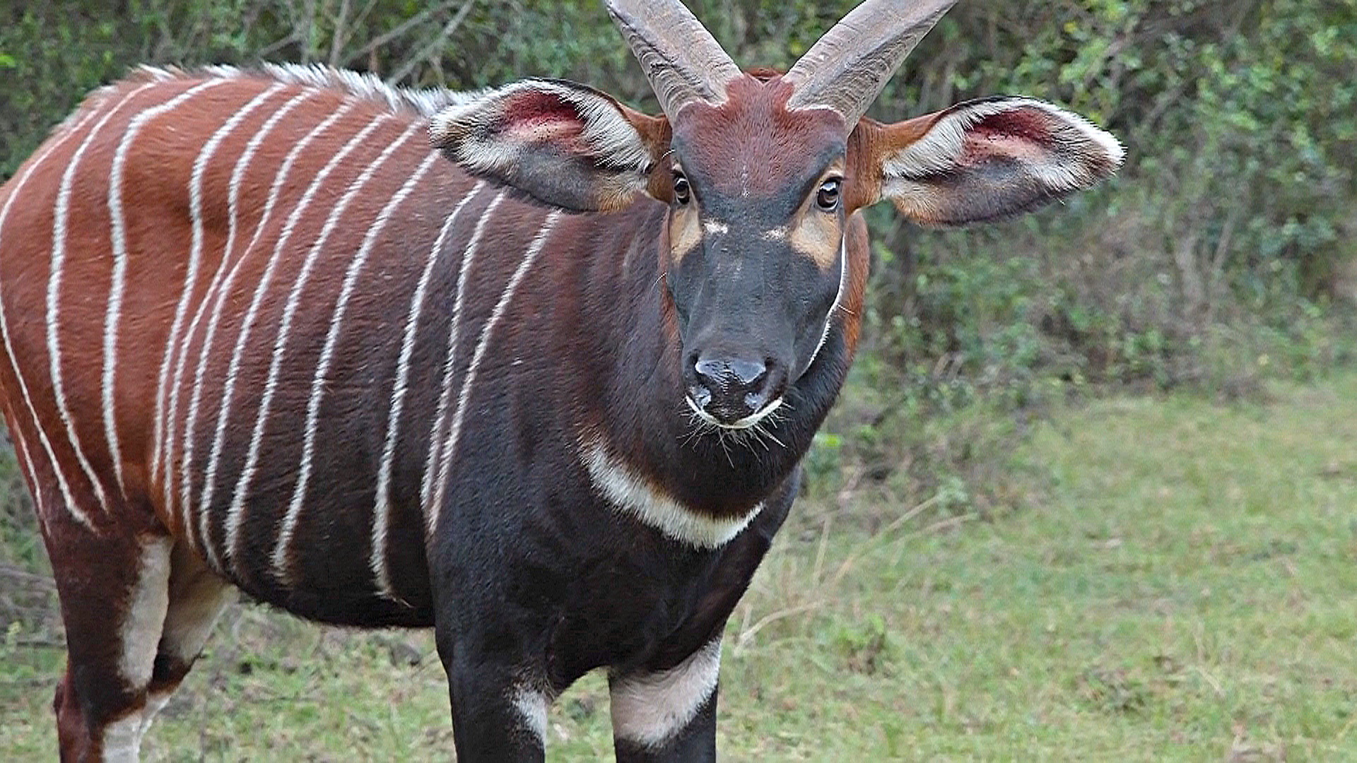 Редчайших антилоп возвращают в дикую природу Кении