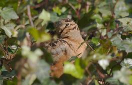 Любители птиц стекаются в Брайант-парк в Нью-Йорке, чтобы увидеть американского вальдшнепа