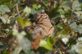 Любители птиц стекаются в Брайант-парк в Нью-Йорке, чтобы увидеть американского вальдшнепа
