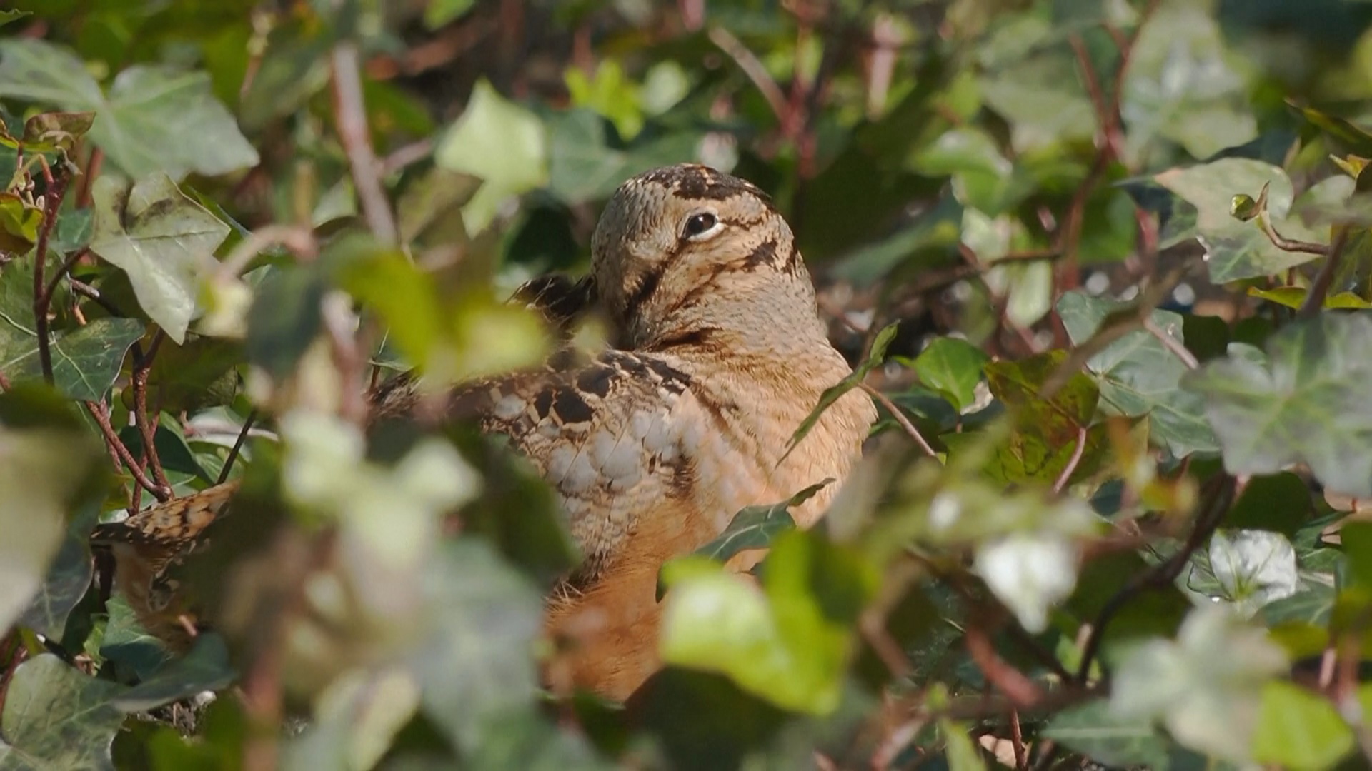 Любители птиц стекаются в Брайант-парк в Нью-Йорке, чтобы увидеть американского вальдшнепа