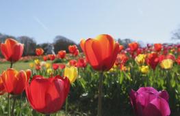 1,5 миллиона тюльпанов цветут на ферме «Таллис» в Великобритании