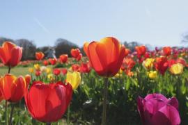 1,5 миллиона тюльпанов цветут на ферме «Таллис» в Великобритании