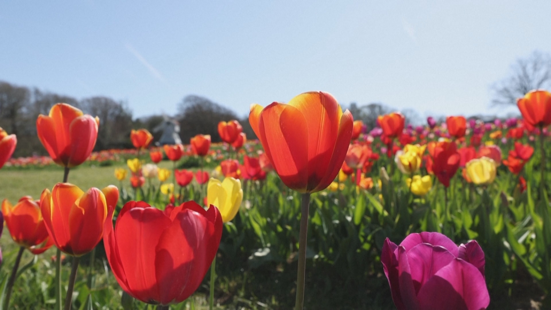 1,5 миллиона тюльпанов цветут на ферме «Таллис» в Великобритании