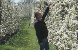 Тысячи цветущих груш в Бельгии привлекают туристов