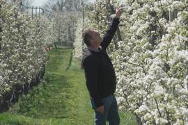 Тысячи цветущих груш в Бельгии привлекают туристов