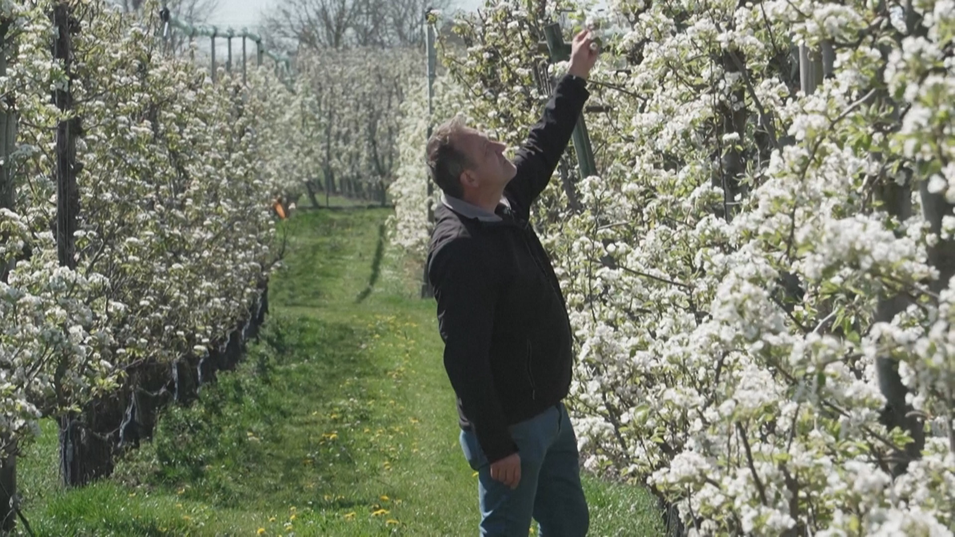 Тысячи цветущих груш в Бельгии привлекают туристов Тысячи цветущих груш в Бельгии привлекают туристов
