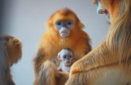 Детёныш редкой золотой курносой обезьяны подрастает в зоопарке в Бельгии