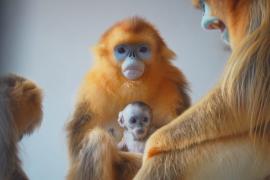 Детёныш редкой золотой курносой обезьяны подрастает в зоопарке в Бельгии