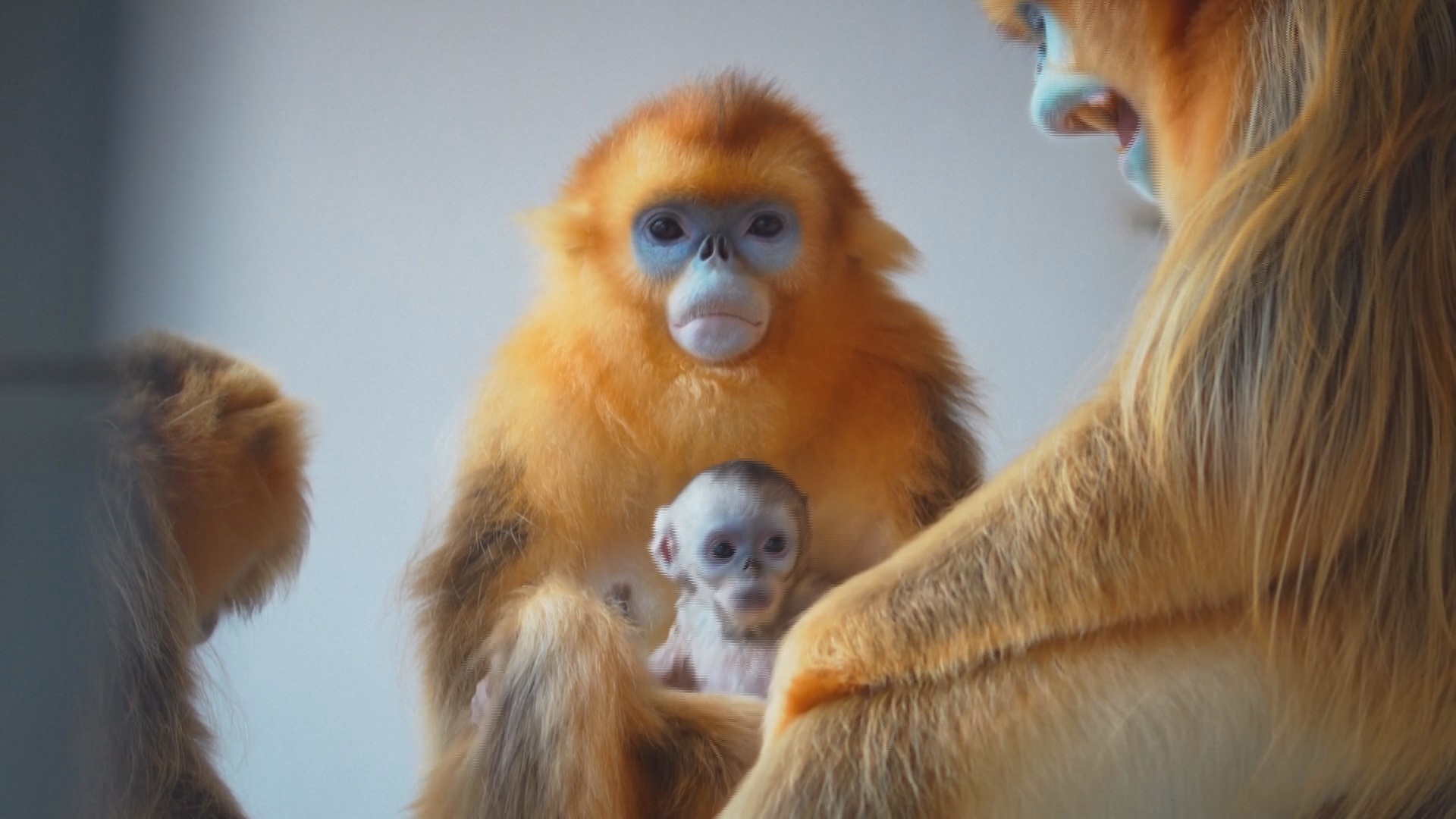Детёныш редкой золотой курносой обезьяны подрастает в зоопарке в Бельгии