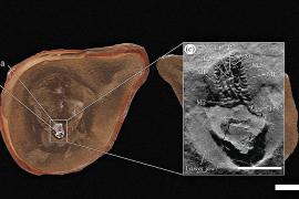 Самый древний осьминог оказался не осьминогом