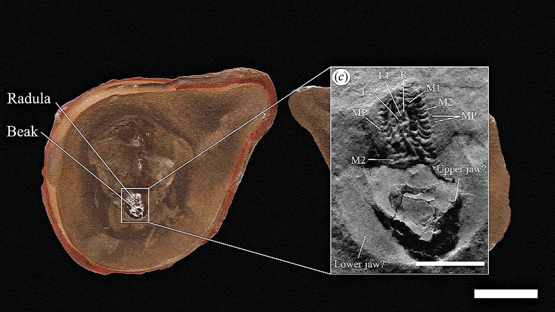 Самый древний осьминог оказался не осьминогом Самый древний осьминог оказался не осьминогом