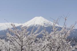 Фестиваль сакуры недалеко от горы Фудзи отменили, но туристы всё равно едут
