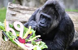 Самая старая в мире горилла Фату отметила 69-й день рождения в Берлинском зоопарке