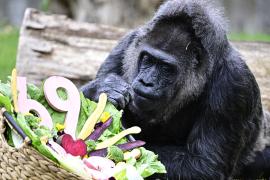 Самая старая в мире горилла Фату отметила 69-й день рождения в Берлинском зоопарке