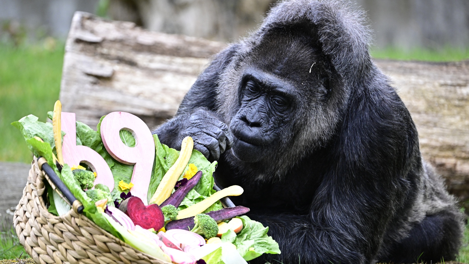 Самая старая в мире горилла Фату отметила 69-й день рождения в Берлинском зоопарке Самая старая в мире горилла Фату отметила 69-й день рождения в Берлинском зоопарке