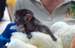 Плюшевый мишка заменил маму детёнышу обезьяны в зоопарке в Мексике