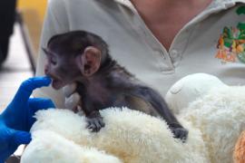 Плюшевый мишка заменил маму детёнышу обезьяны в зоопарке в Мексике