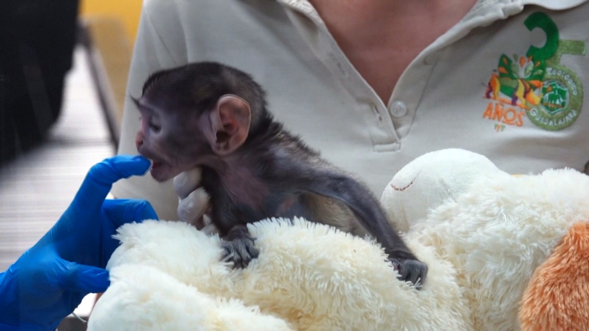 Плюшевый мишка заменил маму детёнышу обезьяны в зоопарке в Мексике