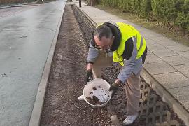 Лягушачий патруль: в Польше спасают амфибий от машин