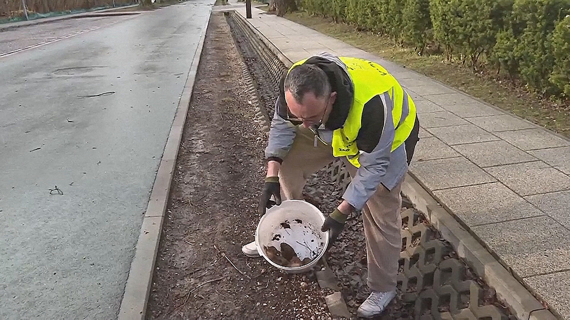 Лягушачий патруль: в Польше спасают амфибий от машин Лягушачий патруль: в Польше спасают амфибий от машин