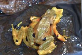 В Панаме спасают эндемичных золотых лягушек от вымирания