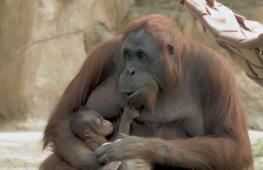В Мадридском зоопарке родился детёныш орангутана