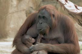 В Мадридском зоопарке родился детёныш орангутана