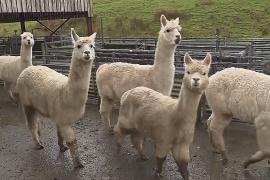 Альпаки из Перу помогают учёным в Уэльсе изучать пастбища