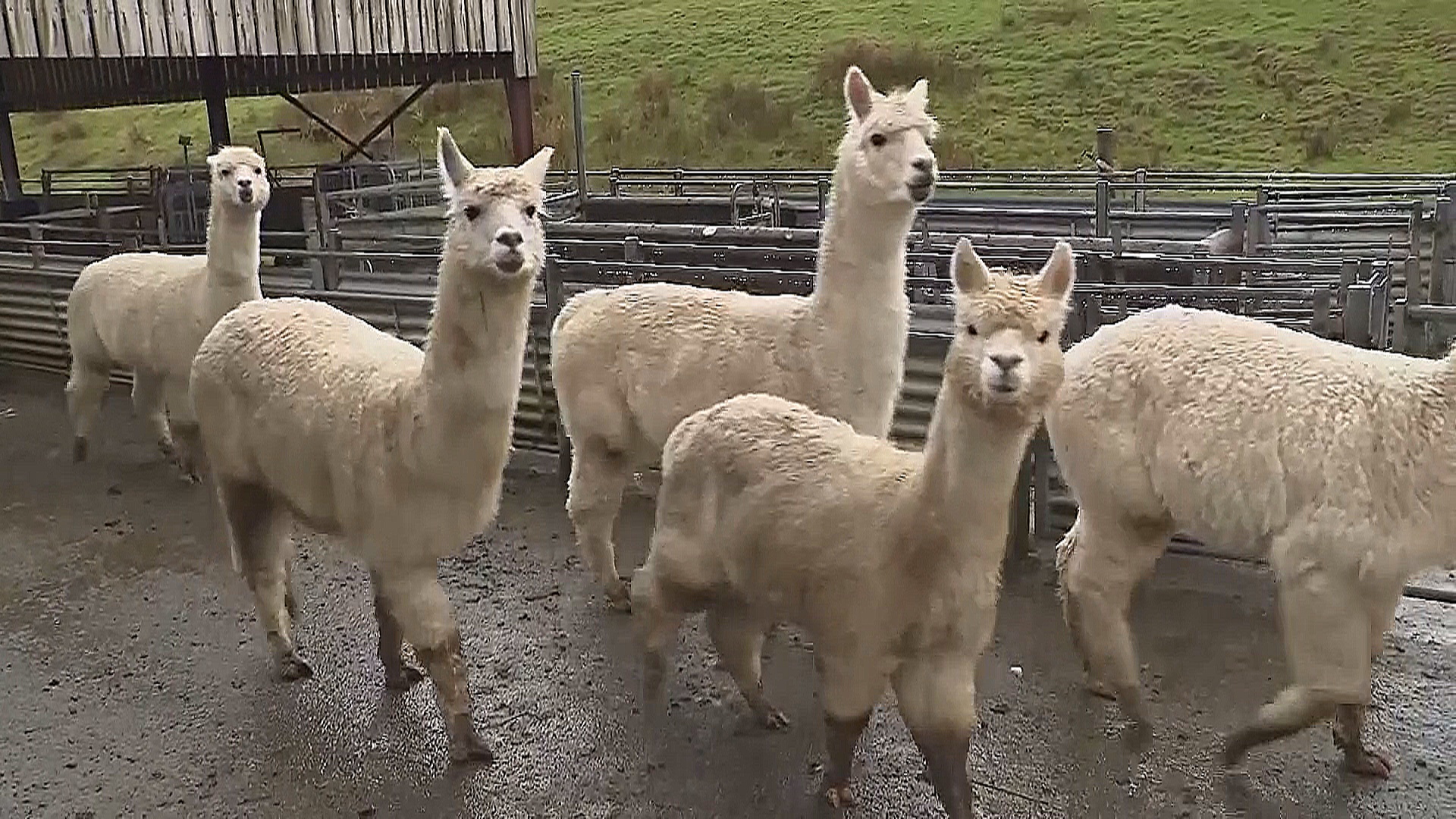 Альпаки из Перу помогают учёным в Уэльсе изучать пастбища Альпаки из Перу помогают учёным в Уэльсе изучать пастбища