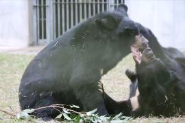Знаменитости призывают Вьетнам спасти медведей, которых держат для добычи желчи