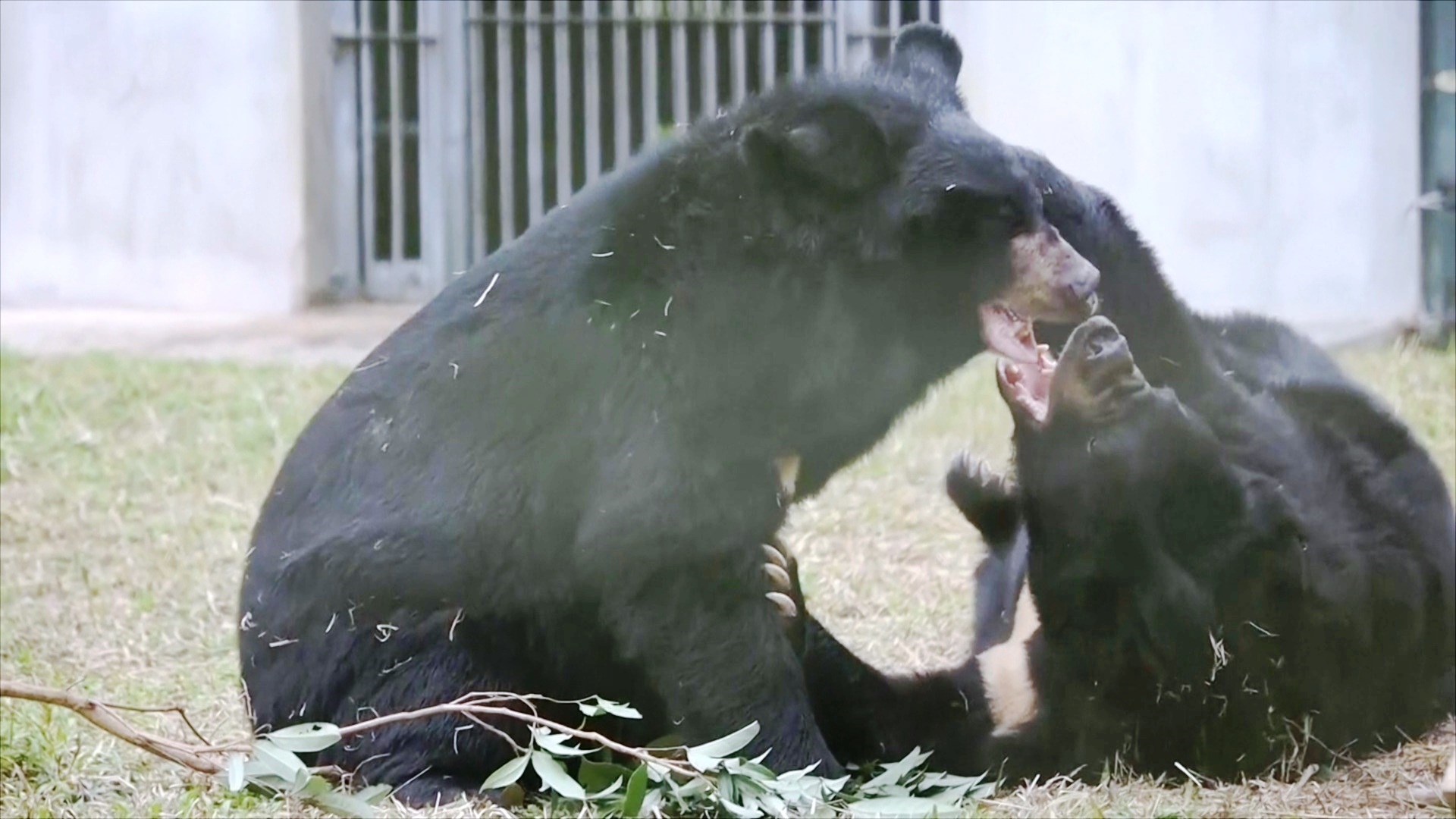Знаменитости призывают Вьетнам спасти медведей, которых держат для добычи желчи