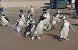 15 спасённых пингвинов вернулись в океан у побережья Аргентины