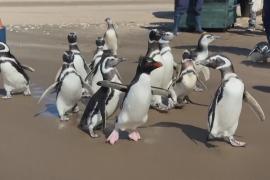 15 спасённых пингвинов вернулись в океан у побережья Аргентины