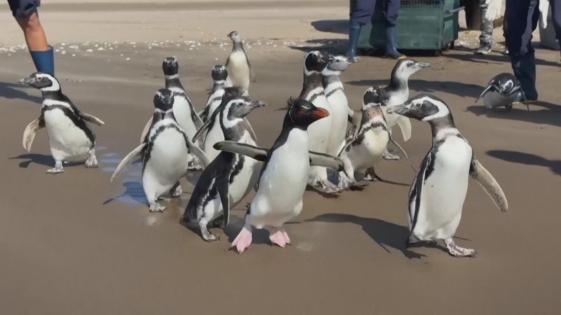 15 спасённых пингвинов вернулись в океан у побережья Аргентины